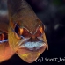 cardinalfish_goldbelly_bhr_tam_h_0308_bal6160.jpg
